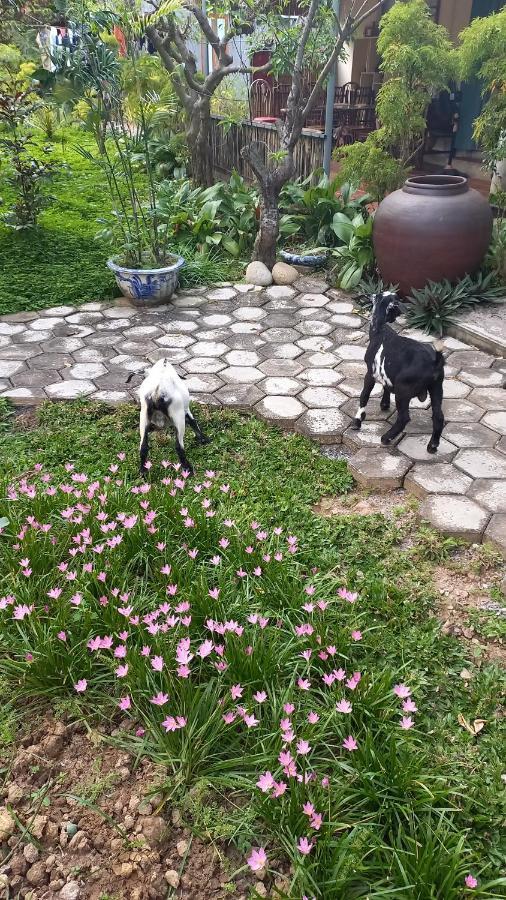 Yen Binh Homestay Ninh Bình Extérieur photo